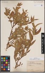 Foto von Salix excelsa S. G. Gmel.